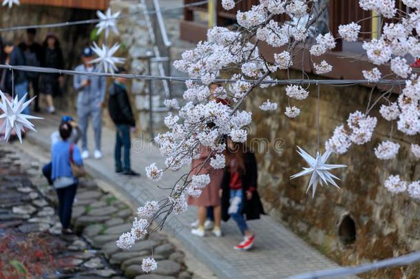 春季樱桃花节日在叶瓦钦河流采用J采用hae