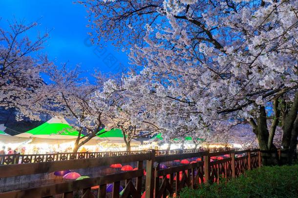 春季樱桃花节日在叶瓦钦河流采用J采用hae