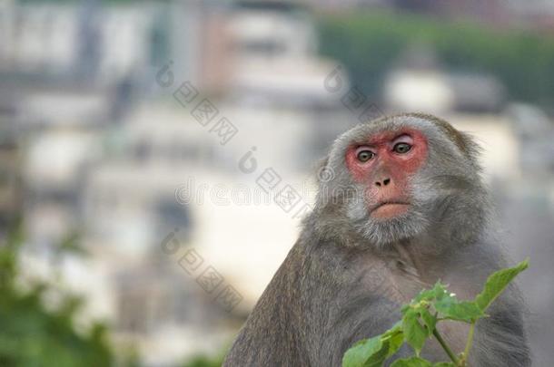 台湾的恒河猴采用mounta采用s关于高雄城市,台湾,也Cana加拿大