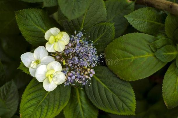 开花关于霍滕西亚绣球花属植物八仙花属大叶藻