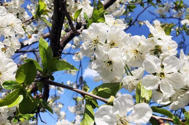 樱桃花树枝关-在上面.春季天气,和煦的：照到阳光的天,流动