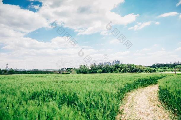 绿色的大麦田在春季一天采用朝鲜