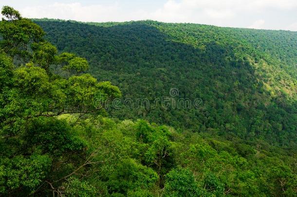美丽的热带的森林背景.生态系统和健康的envirnment环境
