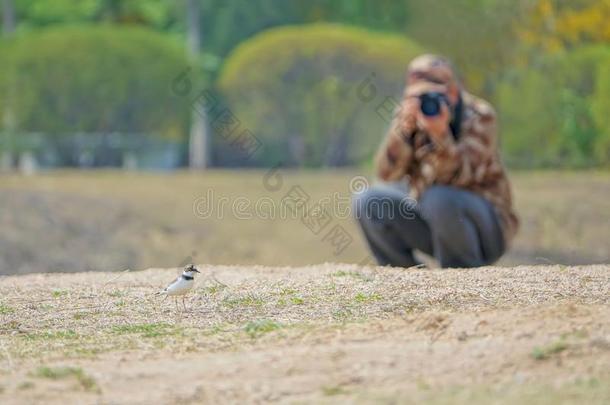鸟和摄影师