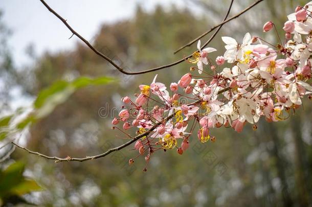 花关于<strong>桂皮</strong>贝克安娜或普通的名字H或se<strong>桂皮</strong>,粉红色的Cana加拿大