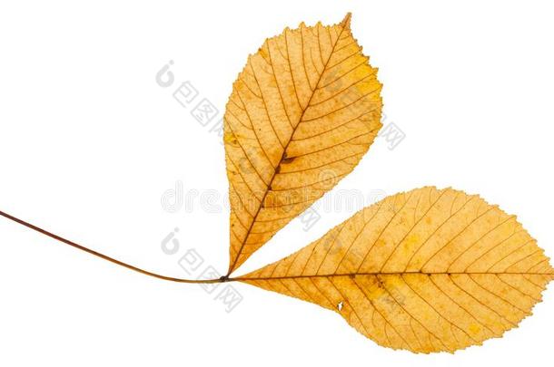 细枝和两个黄色的树叶关于马栗子树
