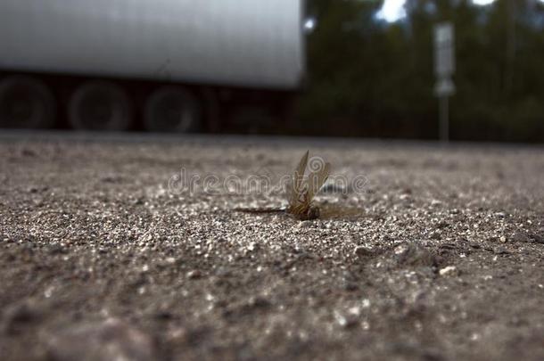 蜻蜓路上被轧死的动物机器.