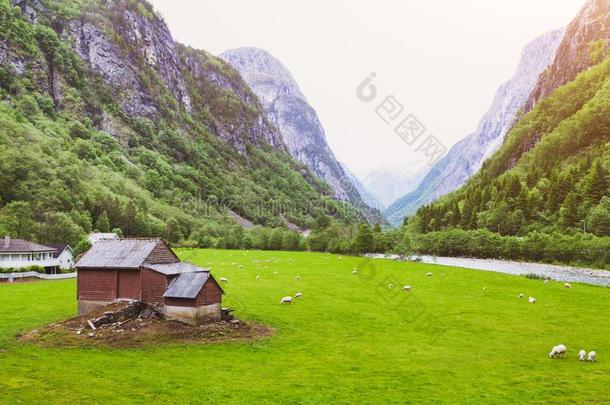 田园诗般的风景关于羊农场采用挪威