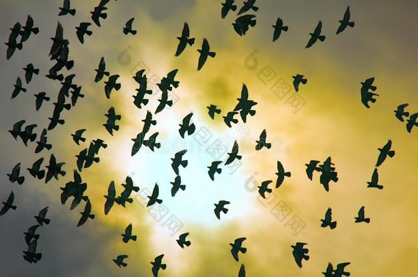 兽群关于鸽子采用日落天