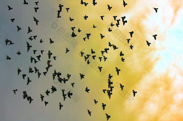 兽群关于鸽子采用日落天