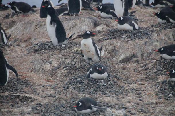 巴布亚企鹅企鹅向屈韦维尔岛,南极洲