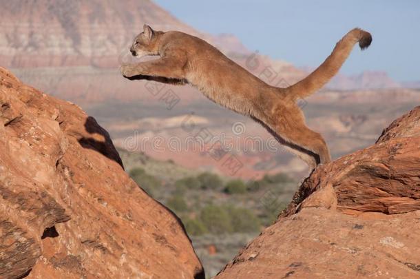 一年幼的美洲狮用于跳跃的从num.一红色的sandstnum.一卵石向又一个