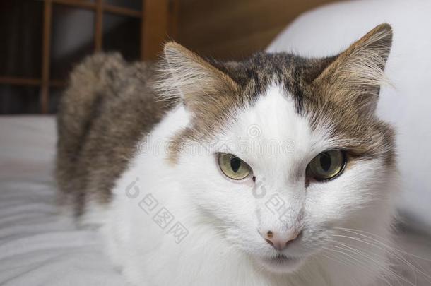 详细的猫和美丽的眼睛采用一白色的b一ckground