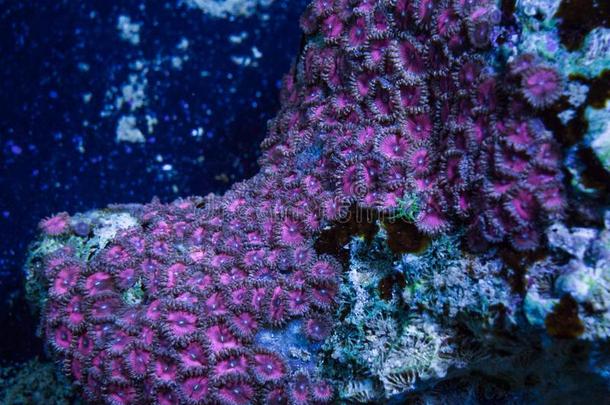 粉红色的帕利托亚软的珊瑚珊瑚虫生长的向岩石