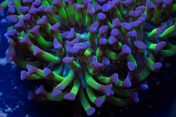 紫色的和绿色的铁锤珊瑚