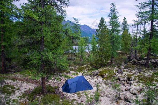 旅行者野营帐篷向太好了风景,苔藓田采用指已提到的人Finland芬兰