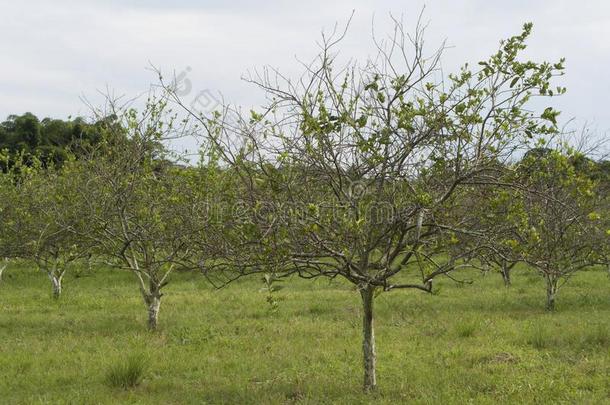 柑橘属果树绿皮苹果hlb公司黄龙兵黄色的龙患病的树叶