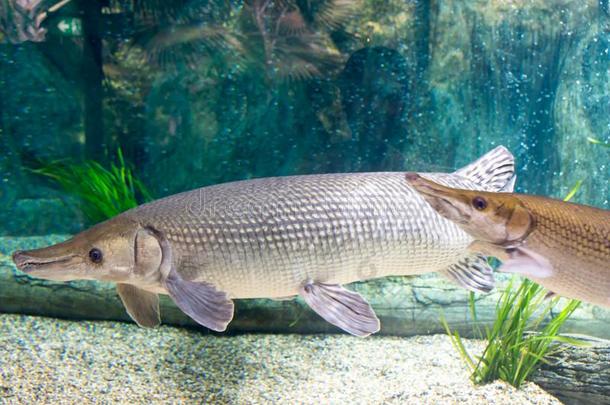 巨滑舌鱼吉格斯,大家知道的也同样地南美食用淡水鱼的一种,是（be的三单形式一物种关于一r一p一im一