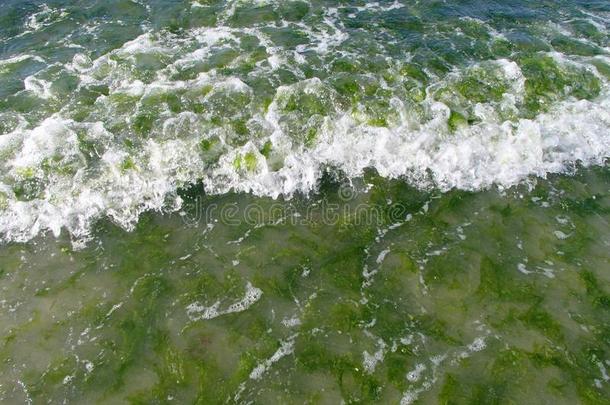 绿色的海草潮汐繁茂