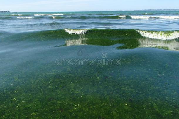 绿色的海草潮汐繁茂