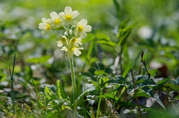 黄花九轮草<strong>樱草</strong>属的植物维利斯采用一<strong>野</strong>生的