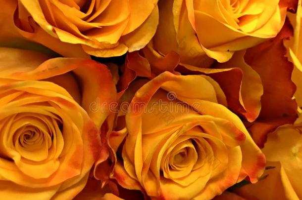 <strong>黄色</strong>的玫瑰,花的花束背景为照片或在线的使用