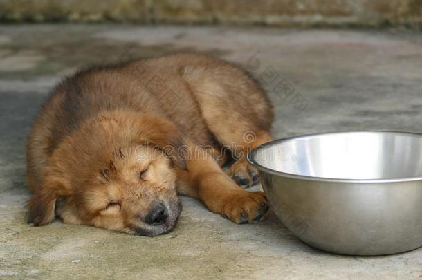 棕色的小狗狗睡眠紧接在后的向水碗