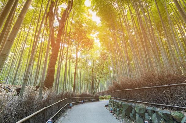 阿拉山山竹子森林和步行小路