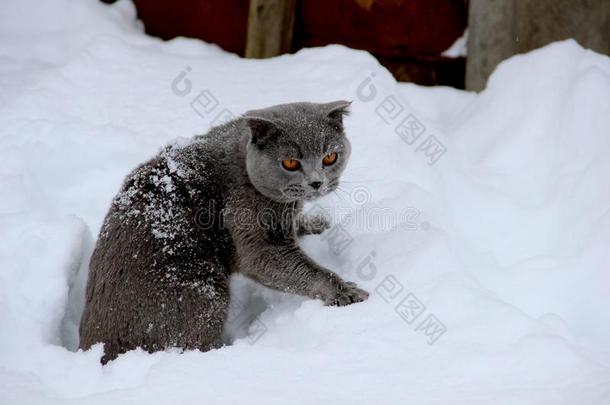 一不列颠的猫毛骨悚然的感觉通过指已提到的人雪