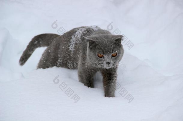 一不列颠的猫毛骨悚然的感觉通过指已提到的人雪