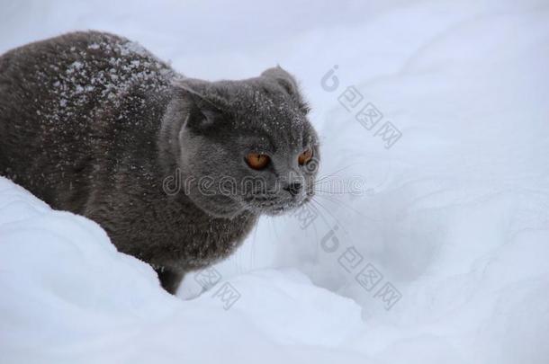 一不列颠的猫毛骨悚然的感觉通过指已提到的人雪