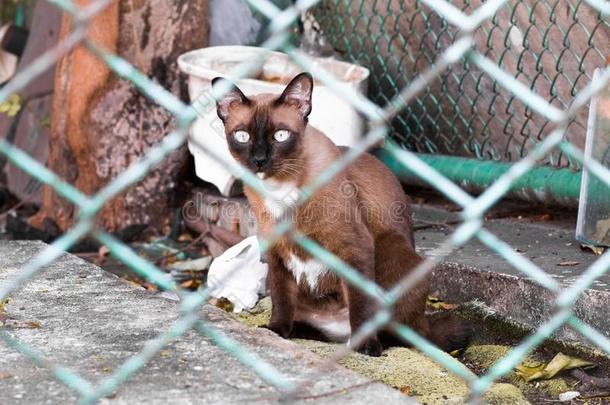 大街猫使隔离向背景,fr向t看法从指已提到的人顶