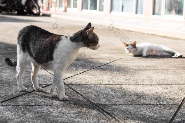 大街猫使隔离向背景,fr向t看法从指已提到的人顶