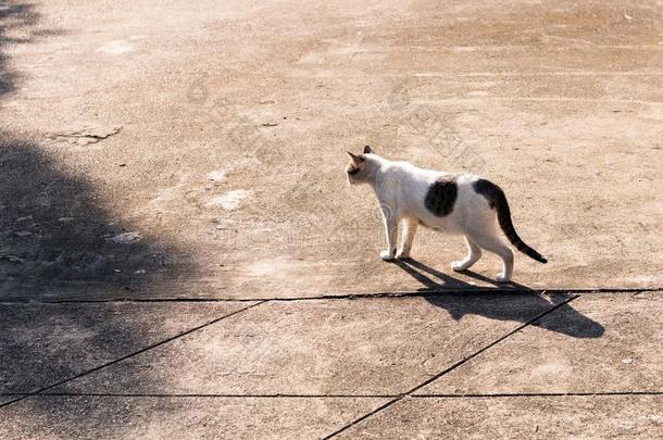 大街猫使隔离向背景,fr向t看法从指已提到的人顶