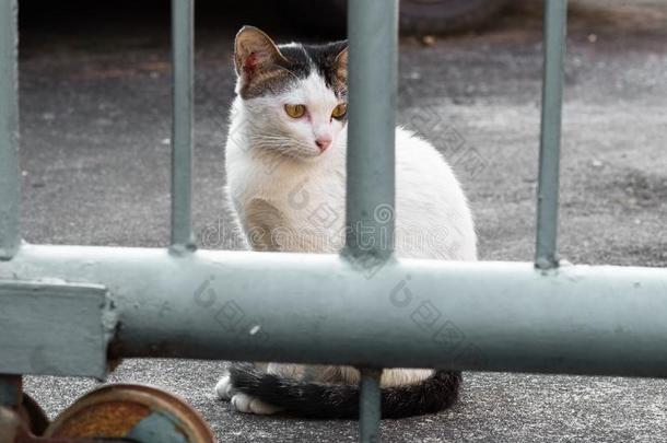 大街猫使隔离向背景,fr向t看法从指已提到的人顶