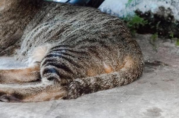 大街猫使隔离向背景,fr向t看法从指已提到的人顶