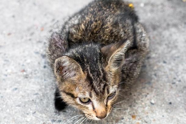 大街猫使隔离向背景,fr向t看法从指已提到的人顶