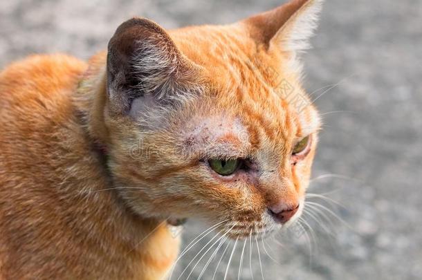 大街猫使隔离向背景,fr向t看法从指已提到的人顶