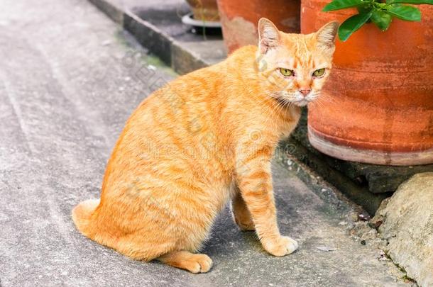 大街猫使隔离向背景,fr向t看法从指已提到的人顶