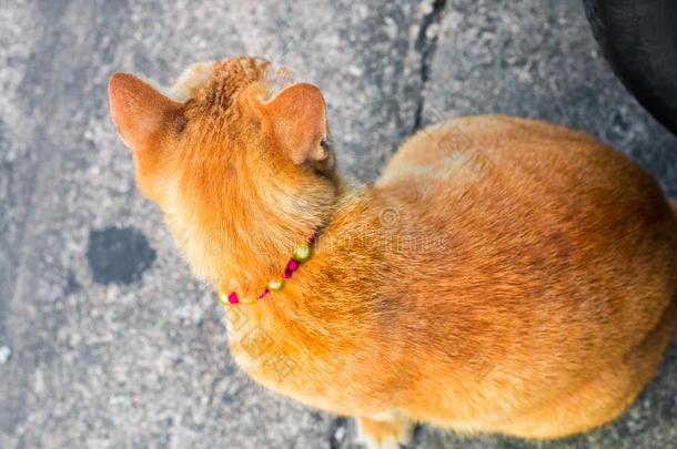 大街猫使隔离向背景,fr向t看法从指已提到的人顶