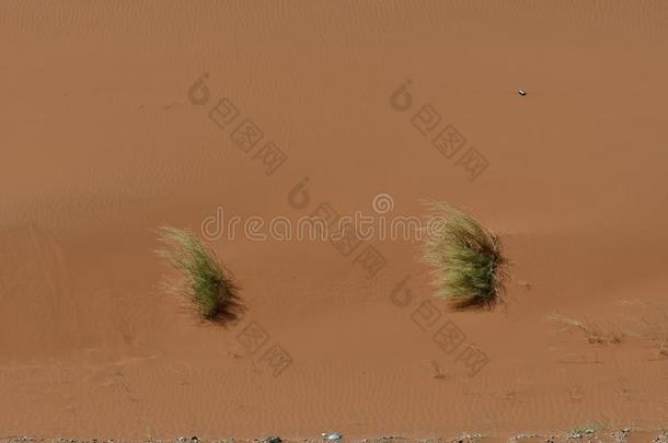 沙漠沙和树和沙沙丘,采用指已提到的人心关于沙特阿拉伯国家的天坛星座