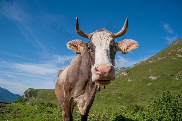 奶牛放牧采用弗里多姆科