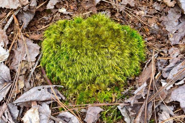 一明亮的绿色的风刮的扫帚苔藓向指已提到的人地面关于一松树人名