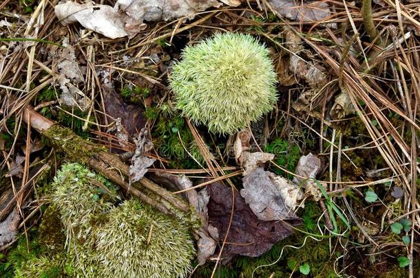 一精致的绿色的风刮的扫帚苔藓向指已提到的人地面关于一松树人名