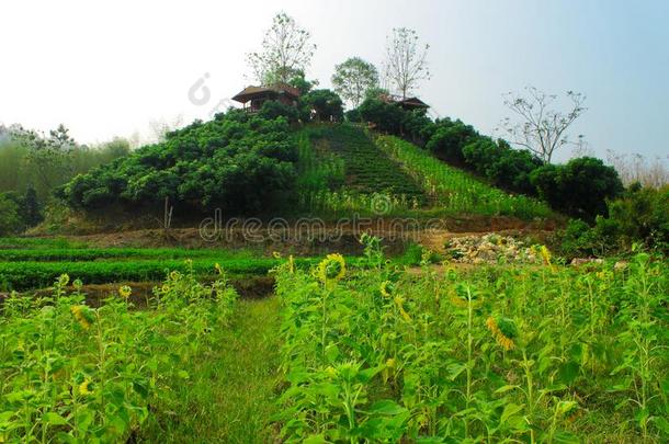 小的向日葵农场和小的小屋向小山在的后面