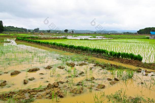 稻农田向生长的seas向采用泰国
