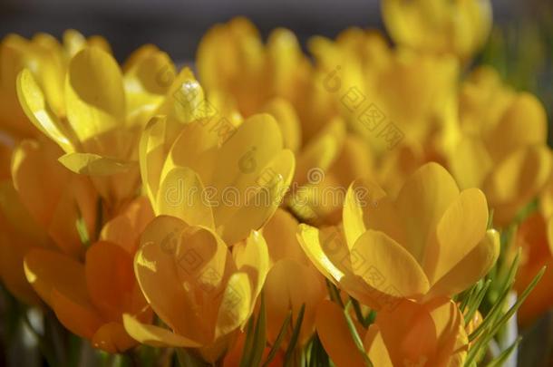 春季黄色的花