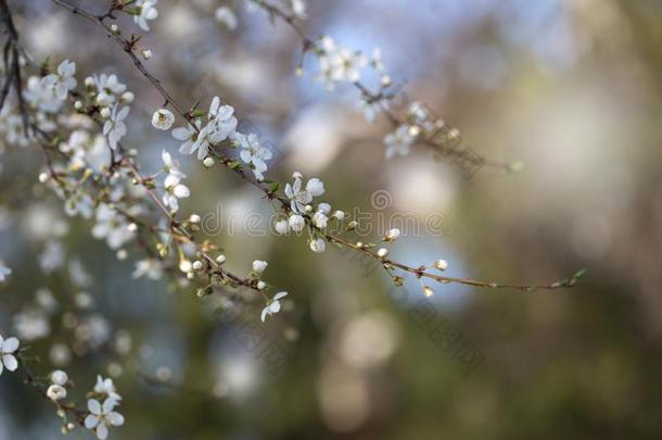 春季开花春季花向一李子树一g一inst软的floodlight泛光照明