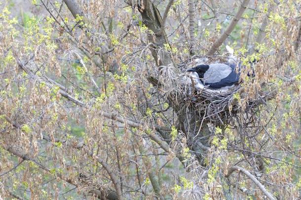 一年幼的乌鸦采用早的spr采用g使一窝向一树一nd采用cub一te