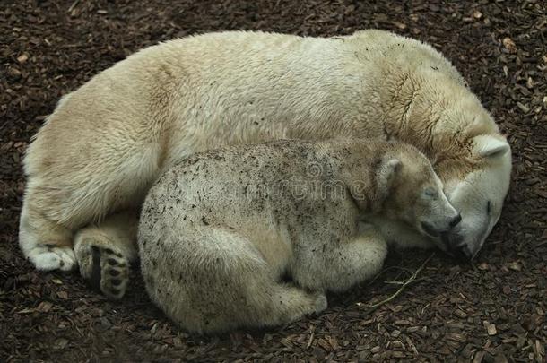 <strong>大</strong>的<strong>美</strong>丽的极地的熊家庭睡眠同时.